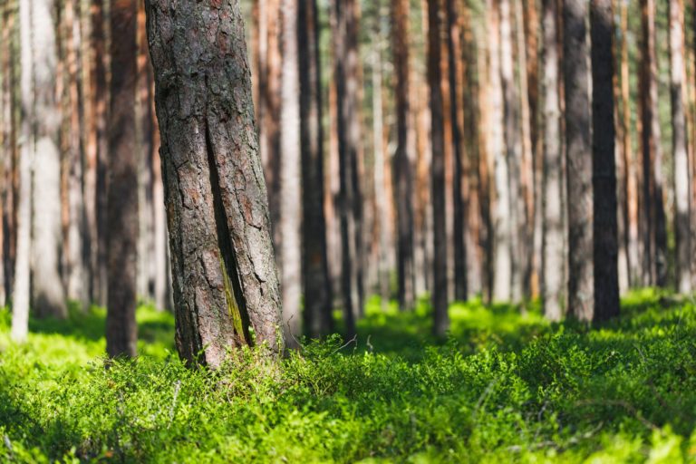 Pohjanmaan Kokoomus: Metsänomistajat hoitavat metsänsä asiantuntemuksella